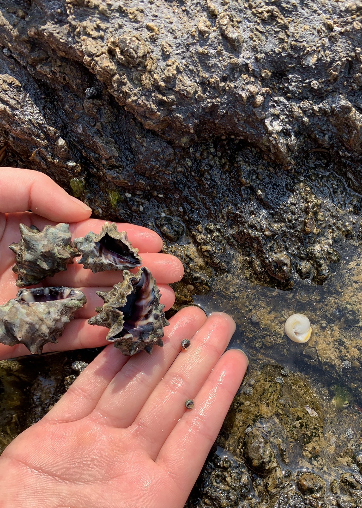 キンセンガニ 食べ方 キンセンガニ 食べ方 Josspixgzml