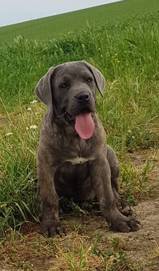 Osny Rangel Cane Corso At Osnyrangel Twitter