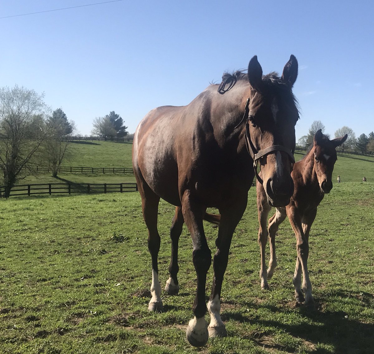 A beautiful day in #Kentucky #FarmLife #thoroughbred #kentuckylife #foalingseason #foals #mares #broodmares