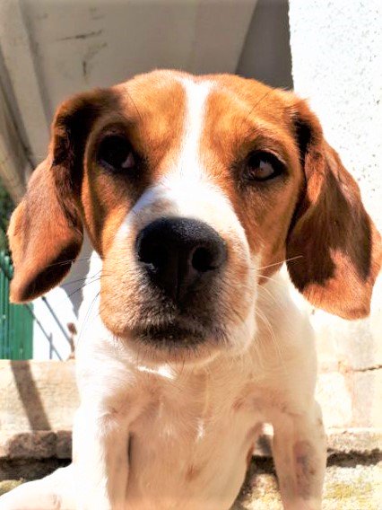 CASO ESPECIAL 
#Madrid
SALLY es una guapisima MIX #Beagle de 4 años
Es tranquila,tierna, cariñosa, juguetona y sociable con 🐶🐱
En tratamiento satisfactorio por #epilepsia 
𝐍𝐄𝐂𝐄𝐒𝐈𝐓𝐀 𝐂𝐀𝐒𝐀 𝐃𝐄 𝐀𝐂𝐎𝐆𝐈𝐃𝐀 𝐨 𝐀𝐃𝐎𝐏𝐂𝐈𝐎𝐍
#acoge
#adopta
📩facenuevavida@gmail.com