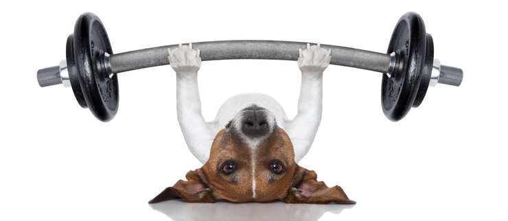 Dog_Tap's tweet photo. Best Dog Food for Small Breeds https://t.co/MeJdpIq6o2 https://t.co/waOob9kiZw