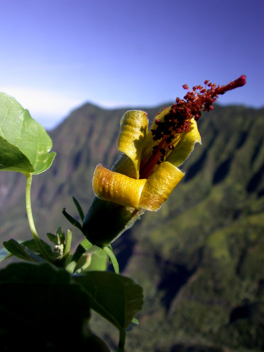 NTBG's tweet image. Sharing very exciting news of the rediscovery of a native #Hawaiian plant that was thought to be extinct. NTBG researchers were surveying remote cliffs on NW #Kauai when they found Hibiscadelphus woodii growing on an sheer cliff face. See the video here: ntbg.org/news/ntbg-rese…