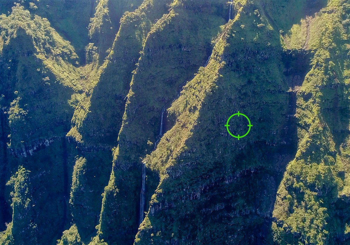 NTBG's tweet image. Sharing very exciting news of the rediscovery of a native #Hawaiian plant that was thought to be extinct. NTBG researchers were surveying remote cliffs on NW #Kauai when they found Hibiscadelphus woodii growing on an sheer cliff face. See the video here: ntbg.org/news/ntbg-rese…