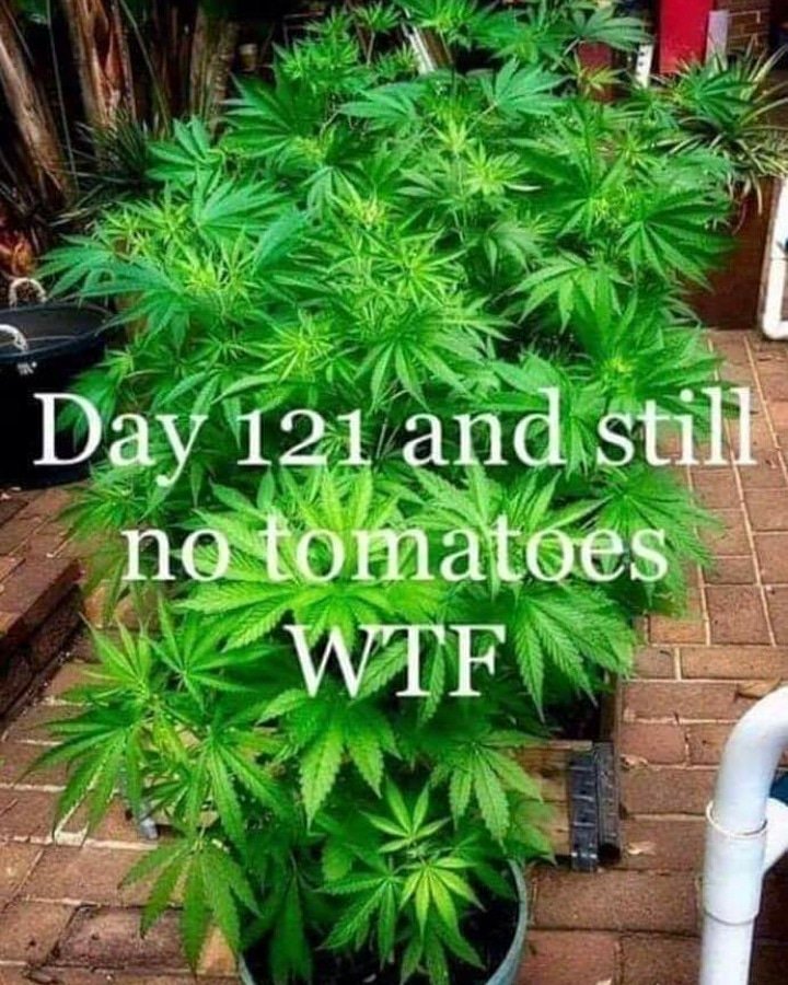 420partypeople's tweet photo. #wtf 😂😂 #mysweetleaf #mmj #medicalmarijuana #recreationalmarijuana #420girls #420partypeople #420partypeople2 #Cannabis #cbd #stonerfam #stonernation #smokebuddies #Canadaweedclub #letsgethigh #puffpuffpass #puffpuffpass #iamhigh #iamcannabis #hightimes #Ganjahol #ganja https://t.co/NUUsQ7yejf