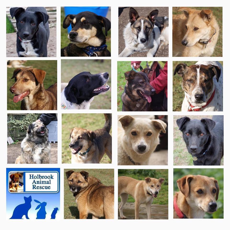 HolbrookRescue's tweet photo. PLEASE HELP
We really need your help as followers of our Page to SHARE this post and help us find loving homes for these beautiful dogs that are available for adoption at Holbrook. Please consider a Holbrook dog if you are looking for a new companion to join your family. https://t.co/703dJIg04B