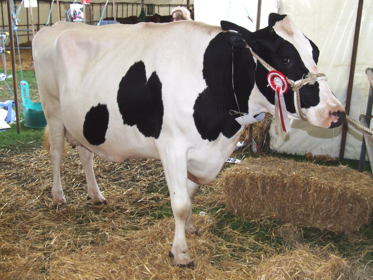 Entries coming in now - don't forget, they close TOMORROW and with Easter rapidly approaching you don't want to miss out. Visit otleyshow.org.uk for schedules and entry forms. Don't delay get yours in today!!!