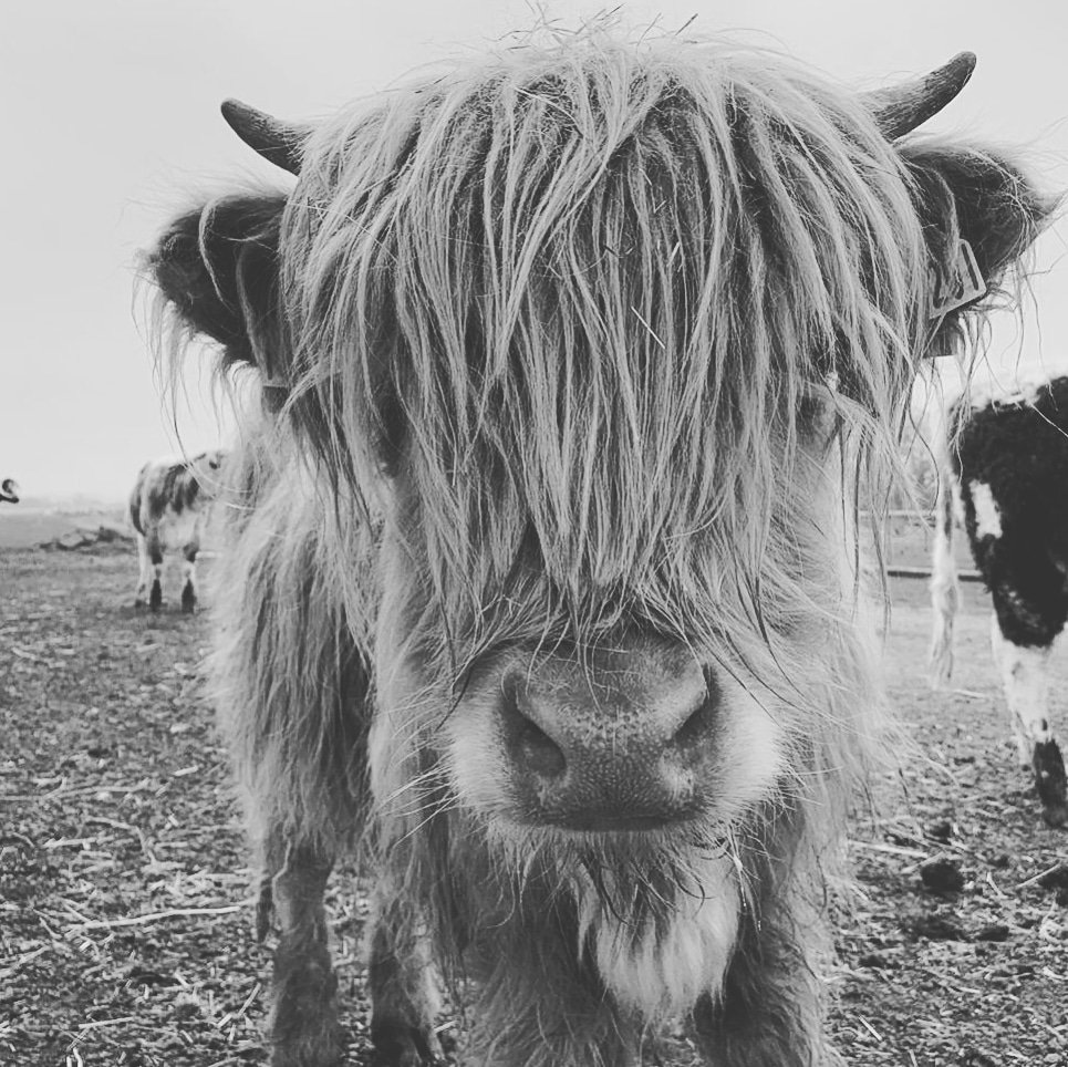 Alice in Hattonland (@alicehattonland) on Twitter photo Last year's highland calf Barbie having a good hair day <a href="/HattonWorld/">Hatton Country World</a> #HattonAdventureWorld Last year's highland calf Barbie having a good hair day <a href="/HattonWorld/">Hatton Country World</a> #HattonAdventureWorld