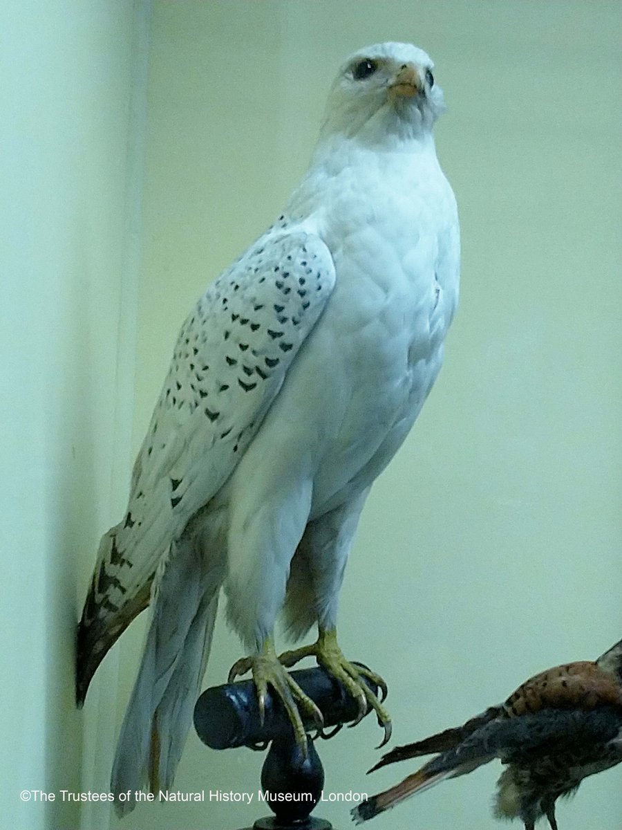 Fans of <a href="/GameOfThrones/">Game of Thrones</a> will be familiar with Gyrfalcons. One of the wildlings could see through the Gyrfalcons eyes and Robin Arryn is given one as a gift by his uncle Baelish. You can see one in our galleries. #GameOfThrones