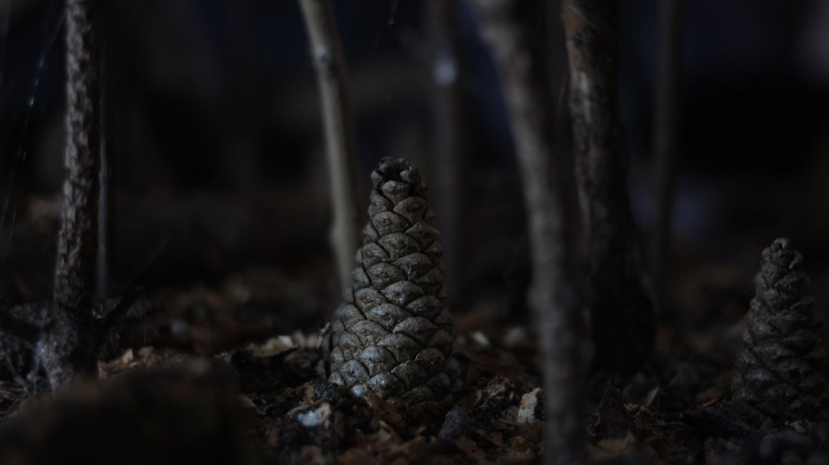 CSDVideography's tweet photo. ποΈ Some test stills of a #forest set i've been working on recently for a #stopmotion music video πΏππ #animation #stopmotionanimation #animator #dontstopmotion #clickframe #set #stopframe https://t.co/7LQ3R3BCX2