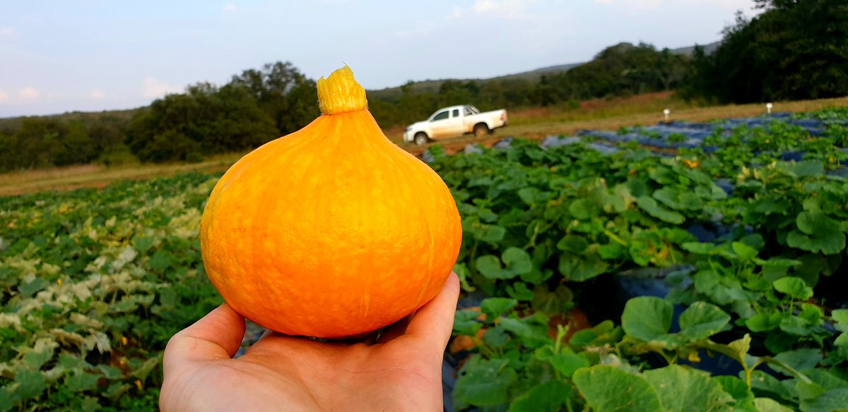 Organo_Group's tweet photo. Orange pumpkin trials. When ripe these pumpkins colour a deep orange colour. 
So far our trials on these pumpkins are doing good. https://t.co/LAzsBQXCY5