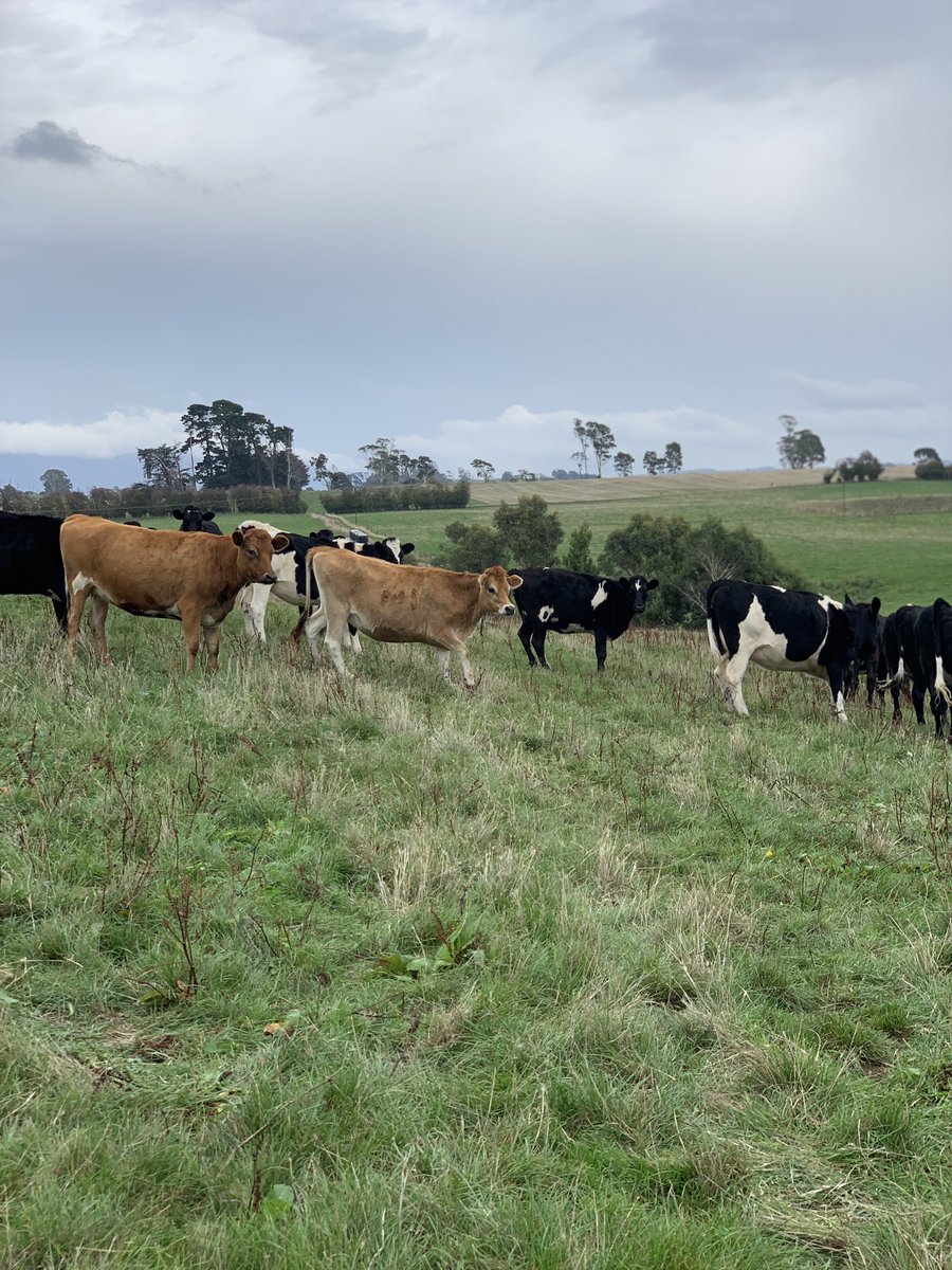 KearsleyElla's tweet photo. Fantastic Field Day out at Sheffield hearing from Damien & Brooke Cocker (& girls!!) winners of the 2019 Fonterra Share Dairy Farmer of the Year. Well run @TIADairy and @ANZ_AU & @Dairy_Australia major sponsors of 2019 Tasmanian Dairy Awards. #anzagri #aggrad https://t.co/4bjW587dPn