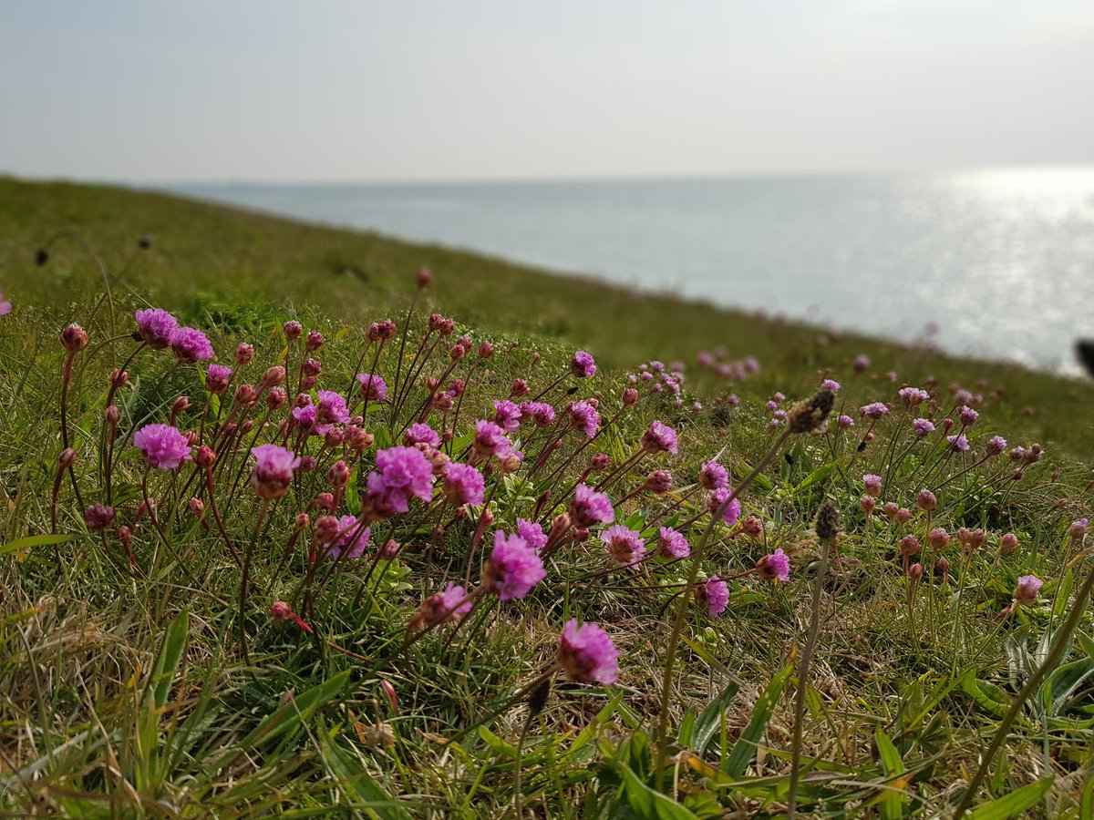 Engels gras al weer in bloei langs het Wad #werelderfgoed #Vlieland #Lente