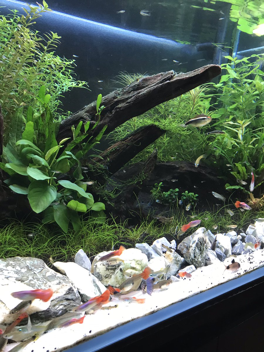 Avainsana 60cmワイド水槽 Twitterissa