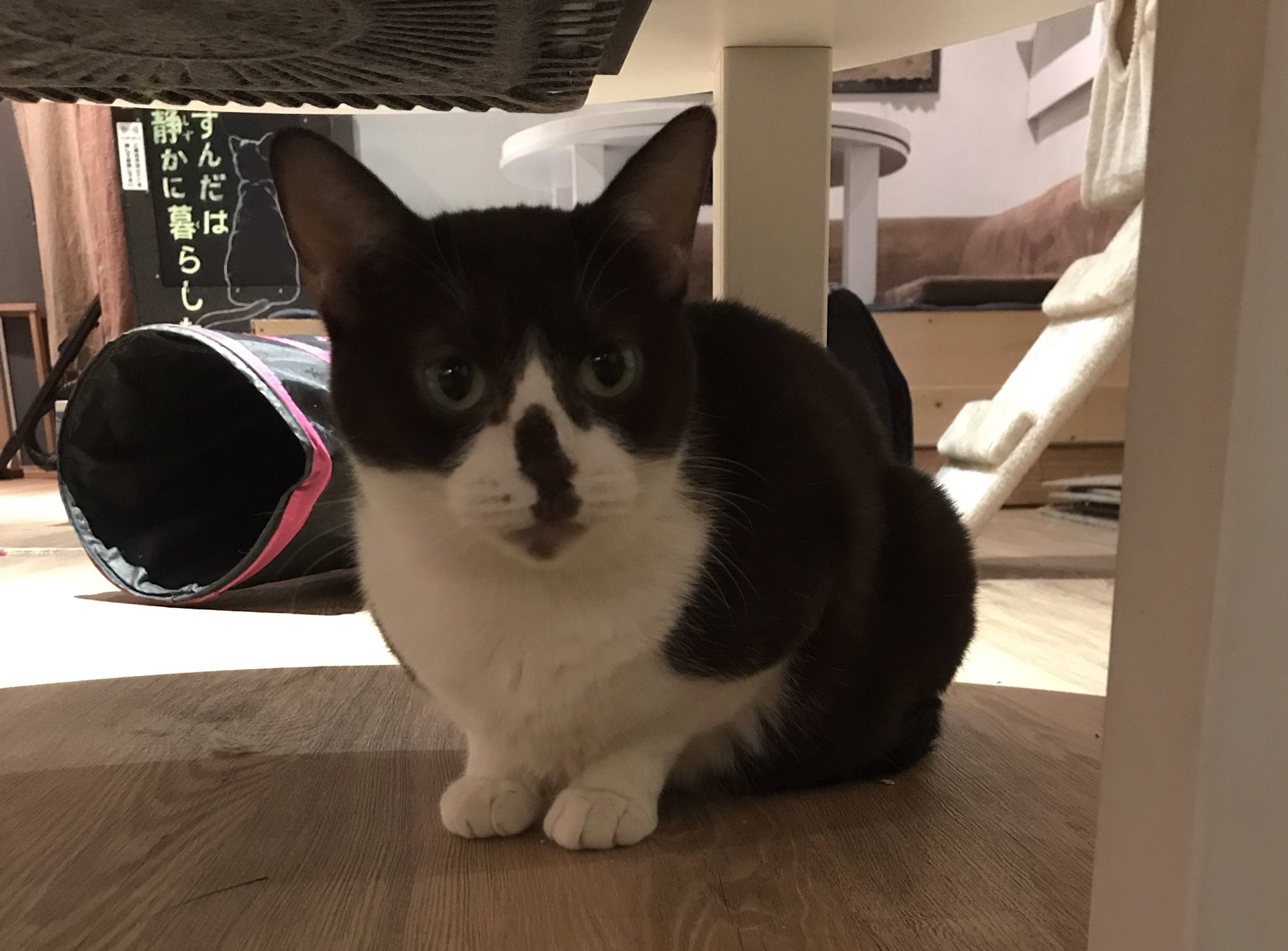 保護猫カフェ Aro Hogonecocafearo Twitter