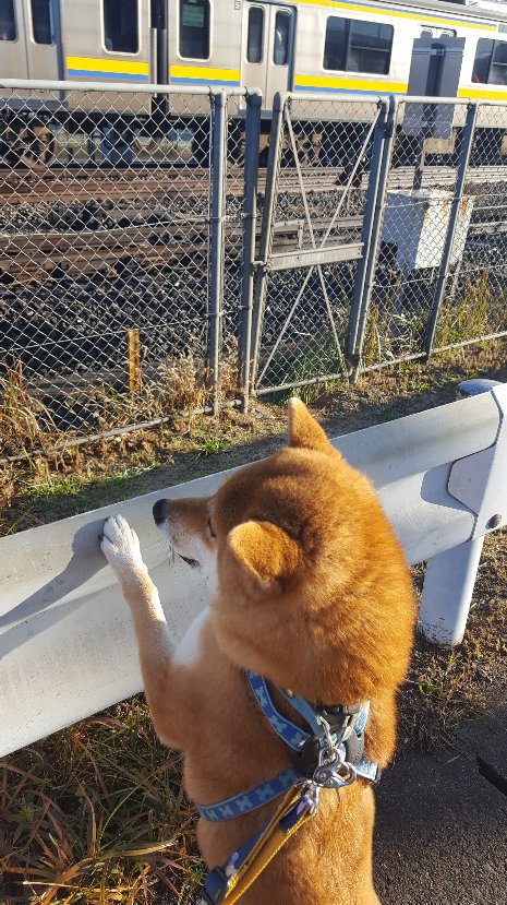 鉄犬 鉄犬
