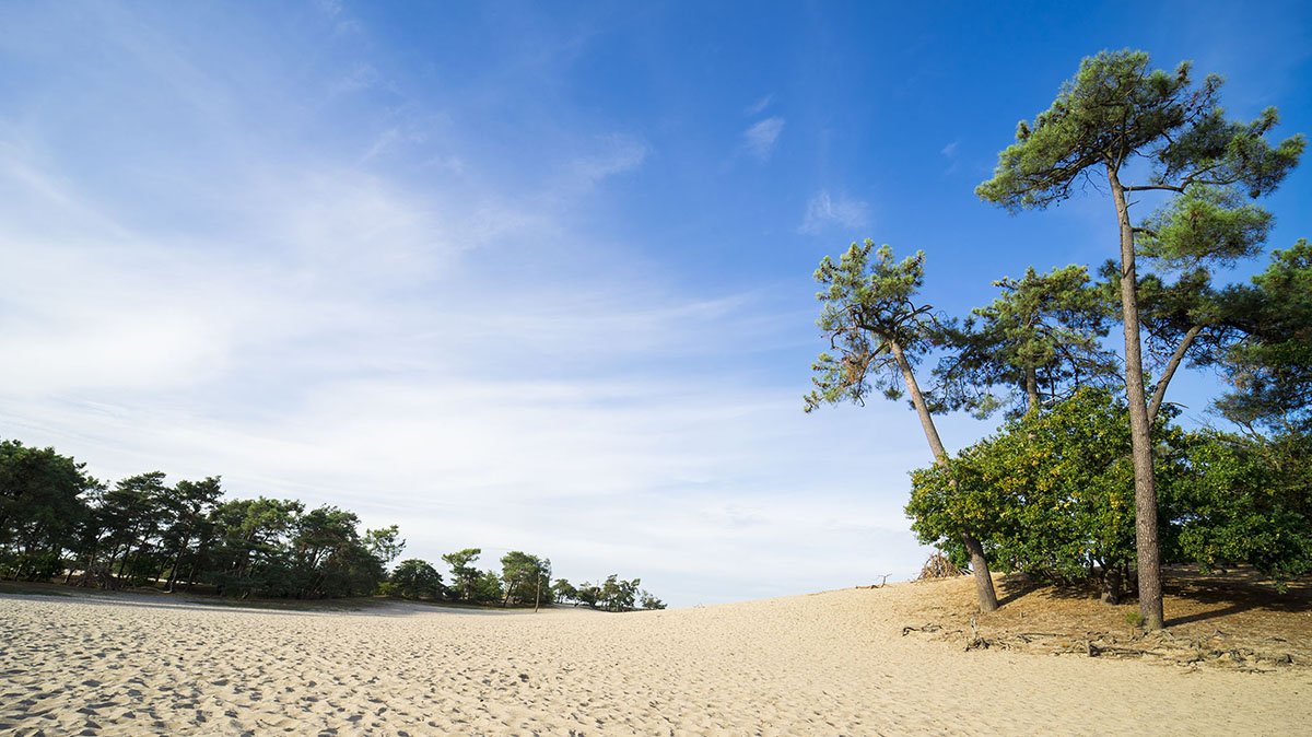Wandelen in de Brabantse Sahara? <a href="/NPLDD/">Nationaal Park LDD</a> lees er vandaag over in De Telegraaf! <a href="/Brabant/">Provincie Noord-Brabant</a> Lees het ook online! ontdeknederland.com/de-parels-van-…