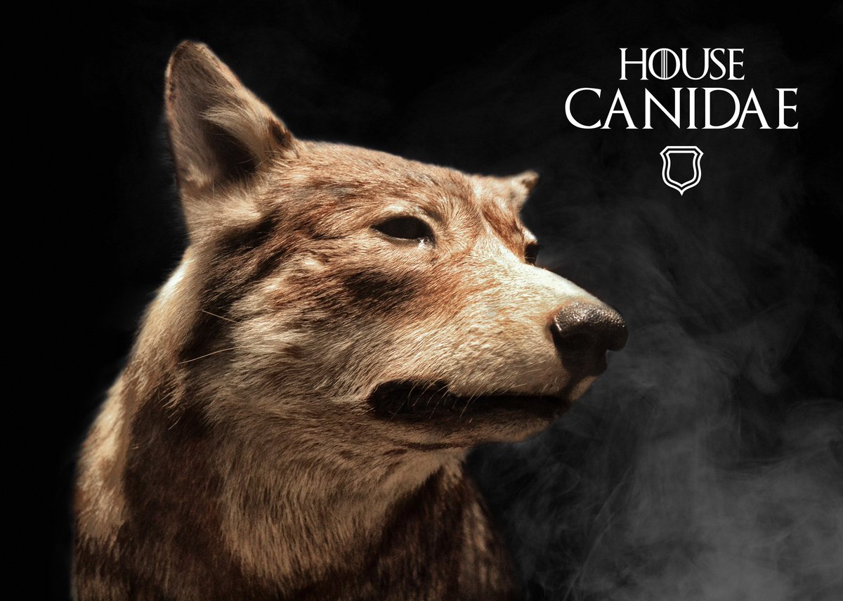 Ya pasó el estreno de la 8ª temporada de #JuegodeTronos . Si no puedes esperar al segundo episodio, no te quedes en casa esta #SemanaSanta y ven al museo. Aquí también tenemos "reinos", "familias" y animales de todos los continentes. 😉  #GameofThrones mncn.csic.es