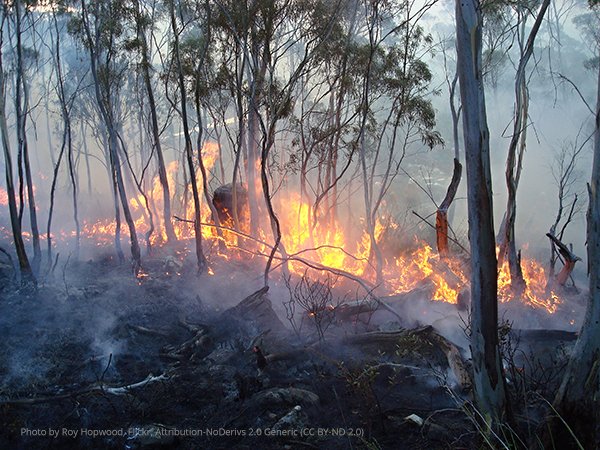 Bad news for native fauna: according to results published in #WildlifeResearch, recovery of native animal populations after fires is affected by cleared and fragmented bushland, leaving the landscape open for colonisation by invasive species publish.csiro.au/WR/WR18131