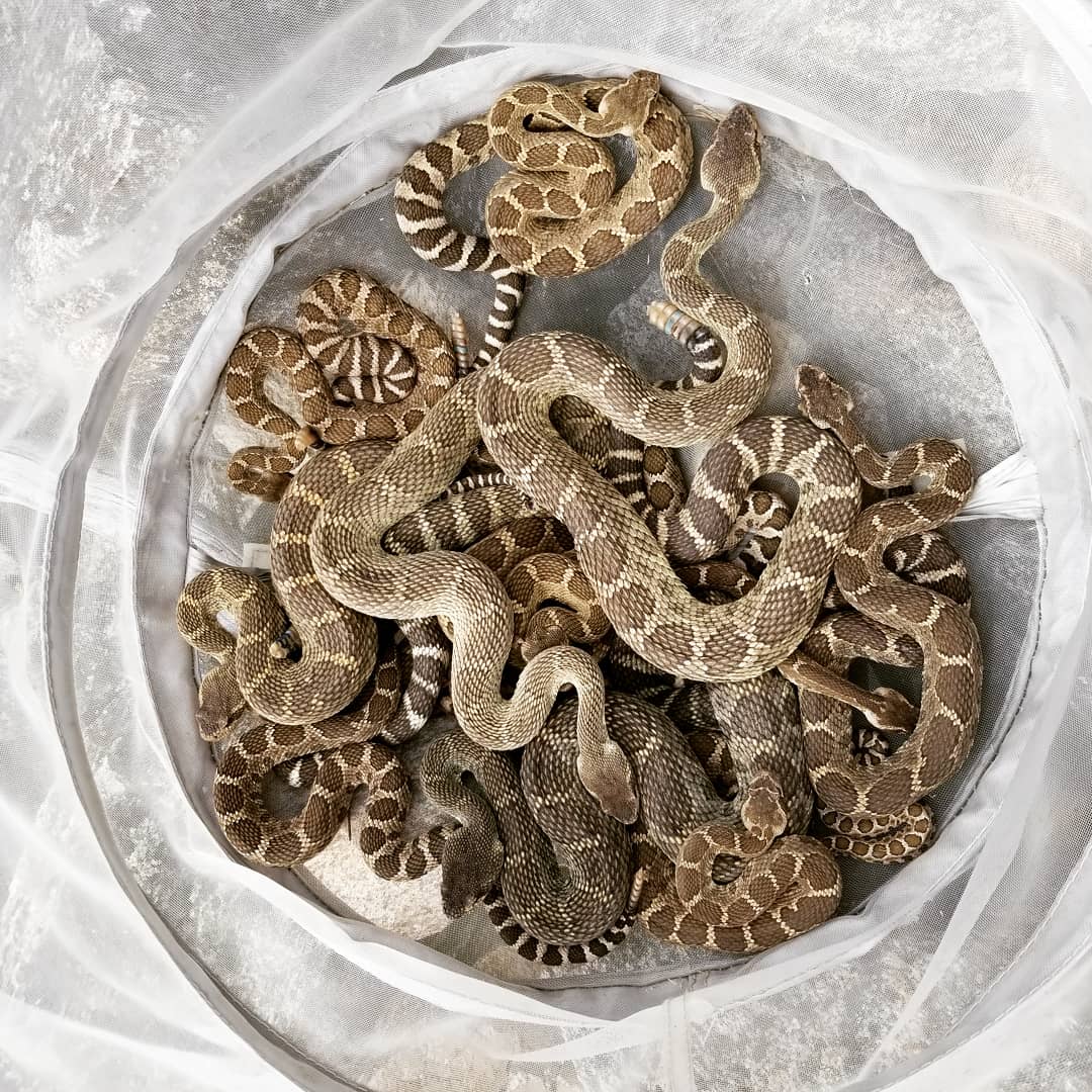 HickKristina's tweet photo. Helping with Western Rattlesnake this week. We caught a bunch as they emerge from their dens. Had to xray one big lady to see if she was pregnant. #Rattlesnakes #OkanaganBC https://t.co/m2pEwJYm36