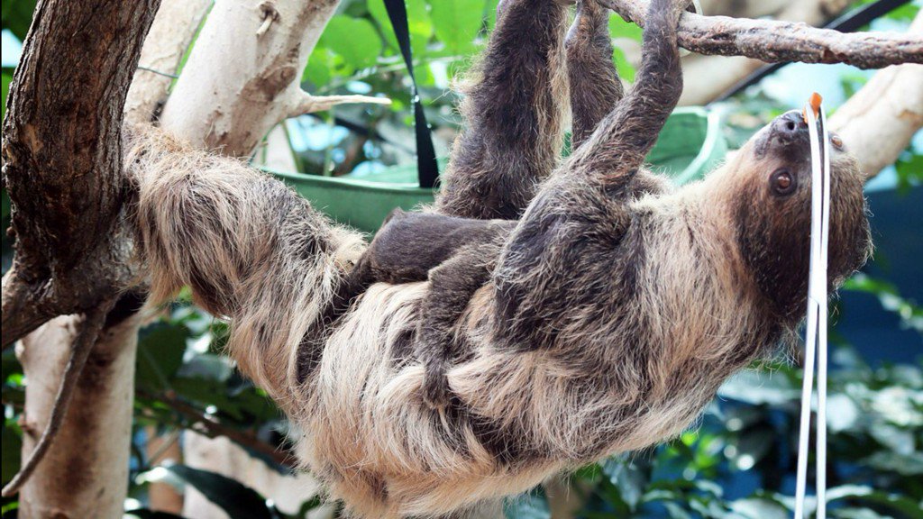 9NEWS's tweet photo. PHOTOS | Denver Zoo welcomes 2nd baby sloth https://t.co/pWBxaA7GNT https://t.co/5XcYw63XHe