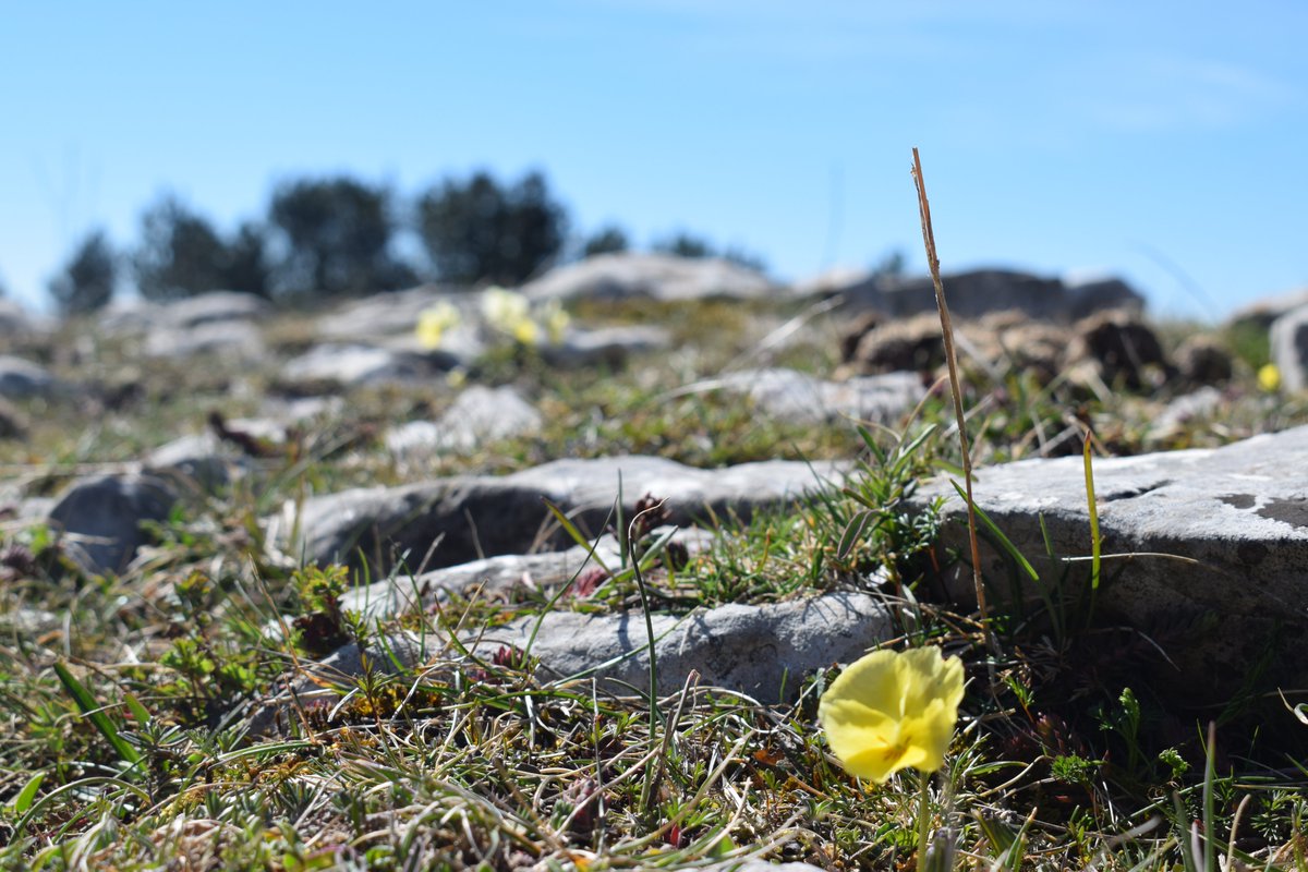lavocedellastic's tweet photo. Se potessimo vedere chiaramente il miracolo di un singolo fiore, l’intera nostra vita cambierebbe.
Buddha

#montelivata #fiori #natura #Shinrinyoku #silvoterapia #buddha #buddhismo https://t.co/mB0j7VQa3Y