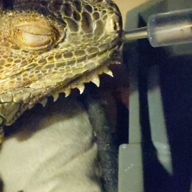 ChrisPrimeish's tweet image. bit.ly/2Gi6AwY Someone's thirsty

#mlems 💧🦖 after #midnightmunchies 🥗🦖 #Sphene the #greeniguana