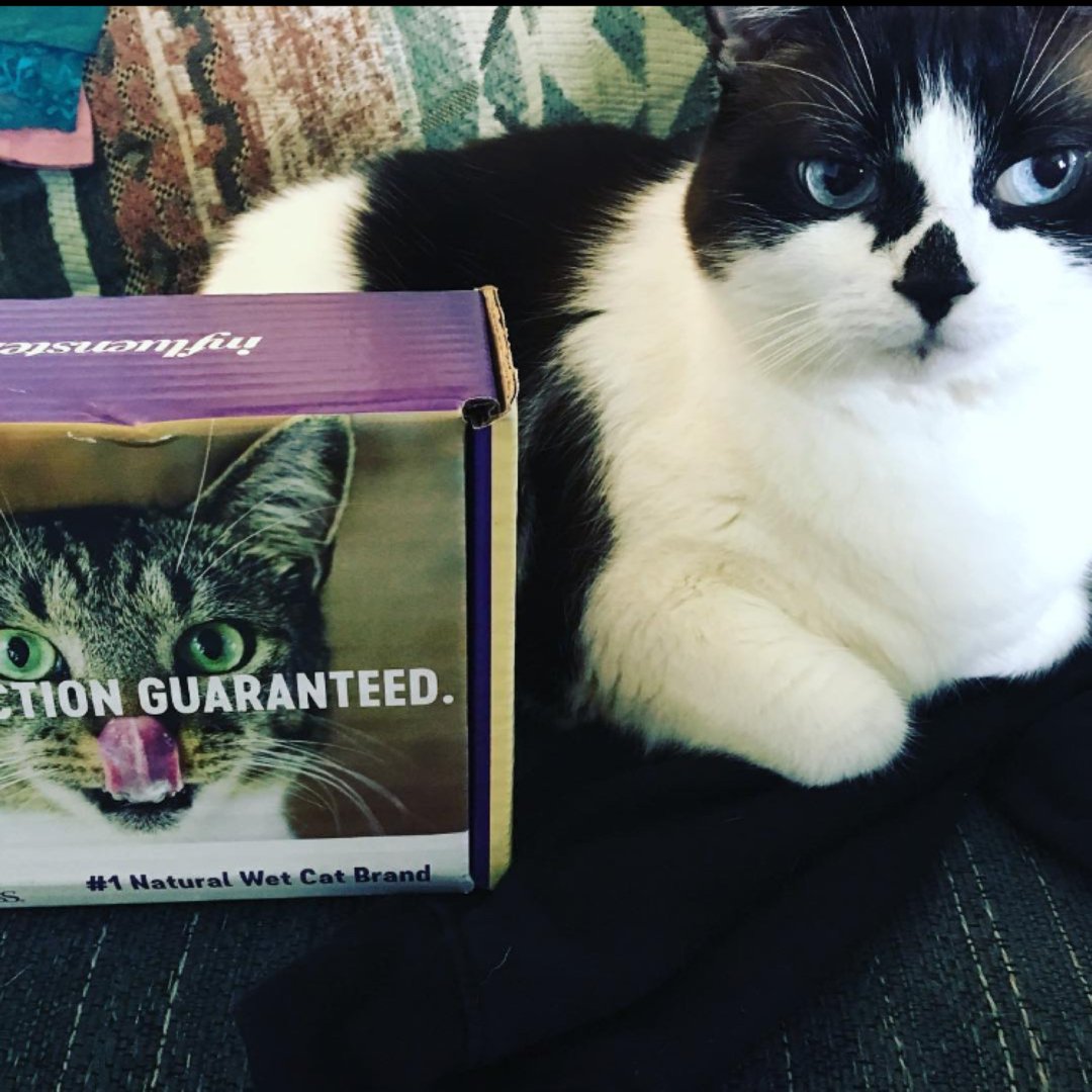 falishamjackson's tweet photo. @Influenster  @wellnesspetfood #CesarFaveFlavors #complimentary #wellnesscat #catisfactionguaranteed https://t.co/2pjcXCrnU9