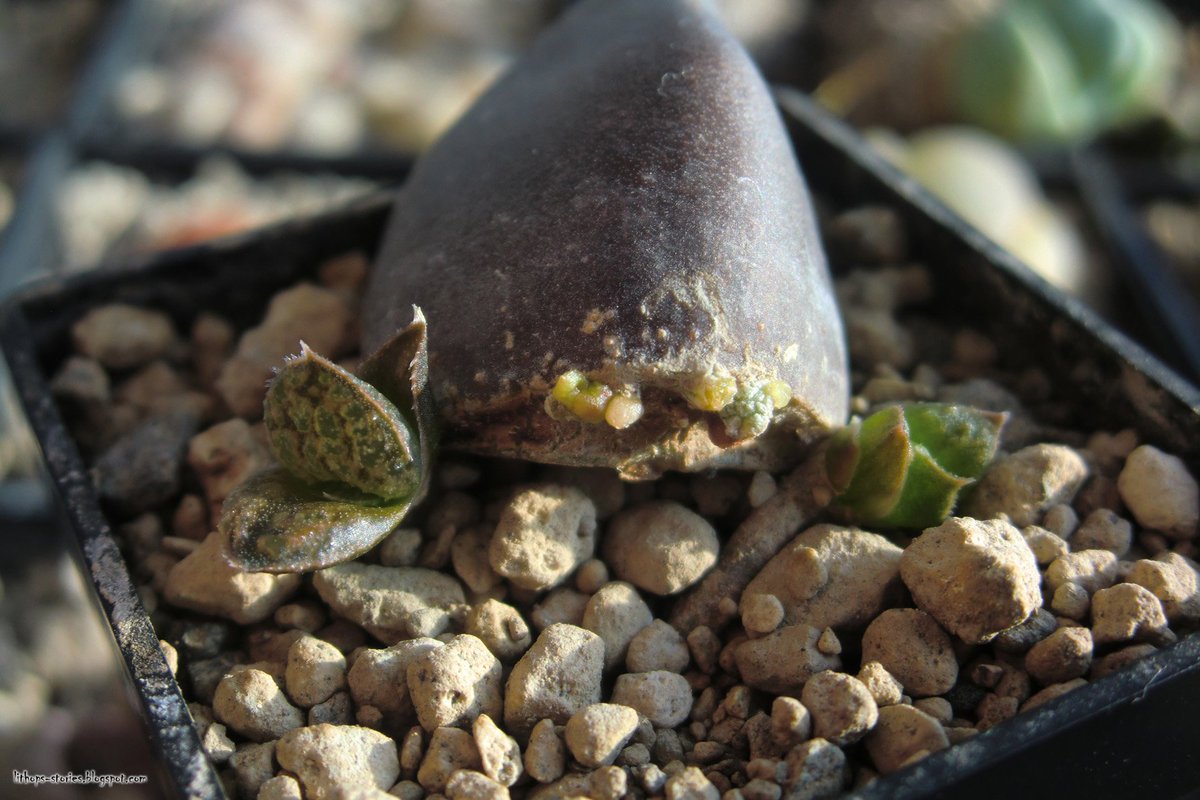 LithopsStories's tweet image. The gift that keeps on giving: A Haworthia story (23 pics) lithops-stories.blogspot.com/2019/04/the-gi…