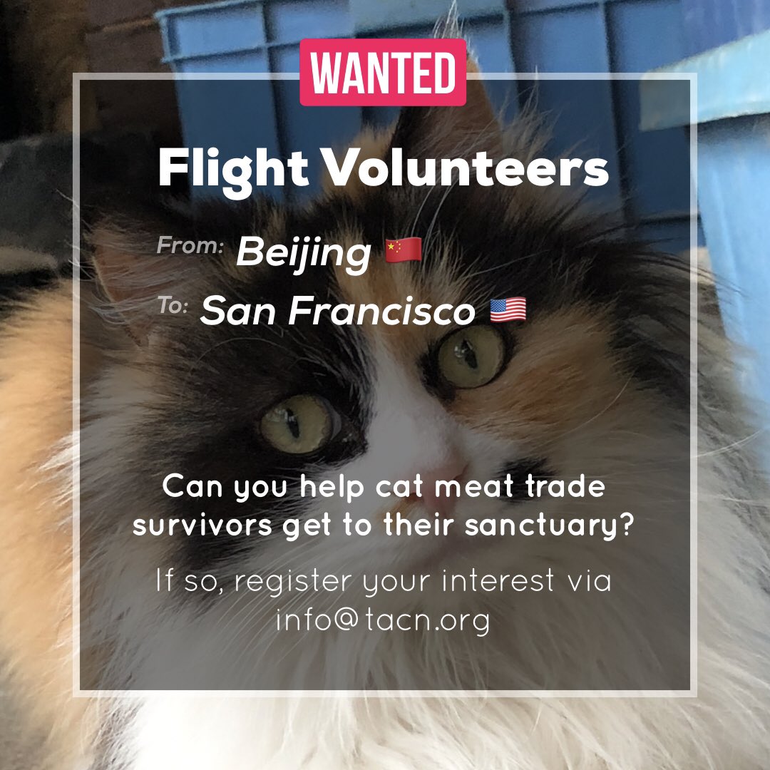 tacnofficial's tweet photo. Flight Volunteers wanted! Are you flying from #Beijing to #SanFrancisco anytime soon in the coming weeks? We have #catmeattrade survivors who need your help! Get in touch if you are interested in helping them ❤️ Plz help share 🙌🏻 https://t.co/wzH7cSTPgs
