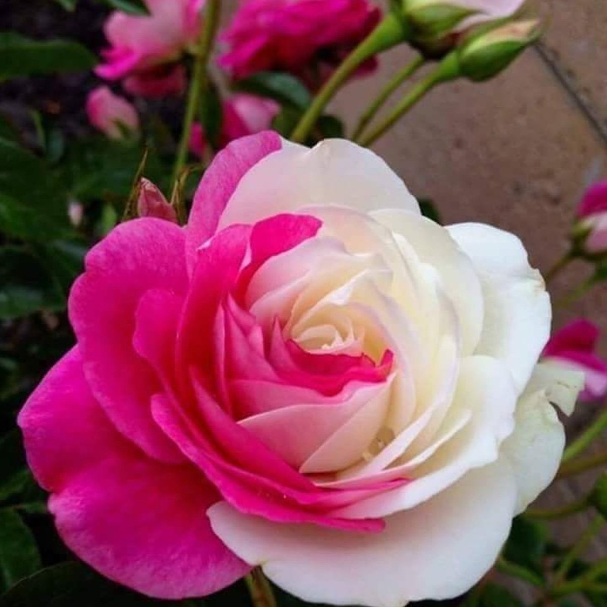 can0l0ji's tweet photo. #sarılmak insana #mahsus değildi ki...💞 #Günaydın https://t.co/jL5s299leP