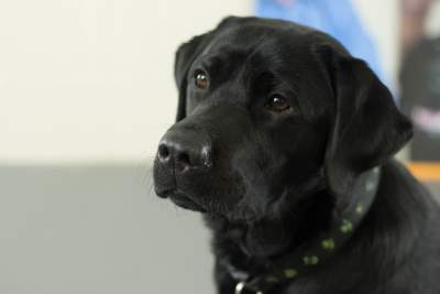dementiadog's tweet photo. Yesterday was Webb's fourth birthday. We are sure you will join us in wishing this amazing, faithful and talented dog birthday wishes.
Happy 4th birthday Webb! @alzscot
@DogsForGoodUK @PawsforProgress https://t.co/G7OaiE97LU