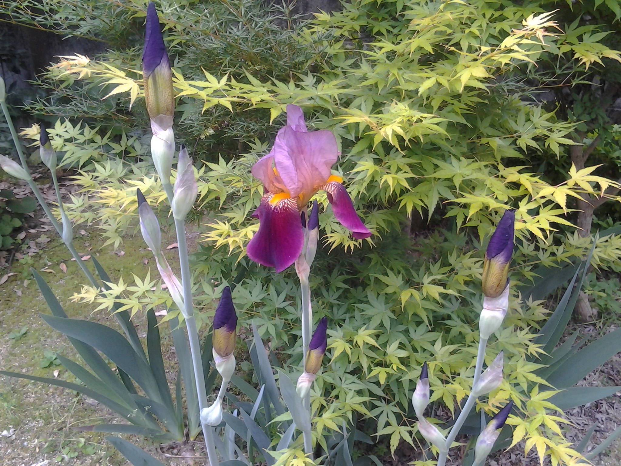 萬衛門 4月17日の誕生花はドイツ菖蒲 German Irisで 花言葉は 素晴らしい結婚 だと 僕とは無縁の花言葉だ うちのジャーマンアイリスは大きいほうのカエデの木の近くで毎年5月に入ったら咲き始める