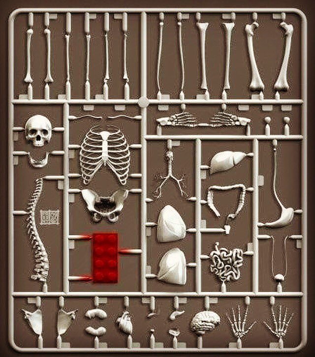 vcalderonosteo's tweet photo. Bases de la osteopatía: Anatomía, anatomía y anatomía.
#osteopath #osteopathy #PonUnOsteópataEnTuVida #osteopata #osteopatia #osteópata #osteopatía #magoun #upledger #sutherland #violafrymann #torstenliem #andrewtaylorstill https://t.co/68P3jWpU81