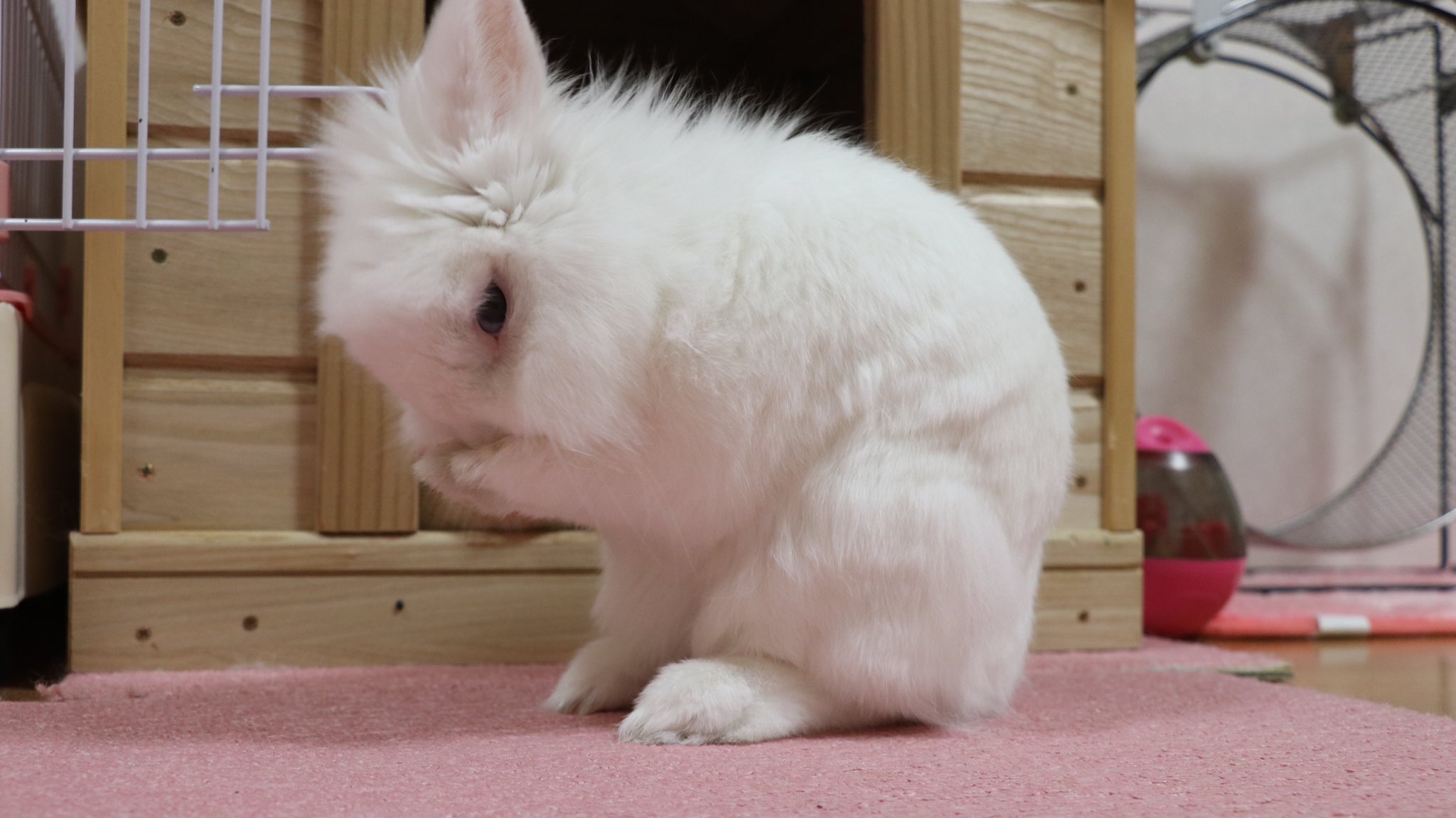 風船モコちゃんねる モコママ モコちゃんのお辞儀 うさぎ ウサギ お辞儀 Rabbit 風船うさぎ モコちゃん T Co Lwy4psljrq Twitter