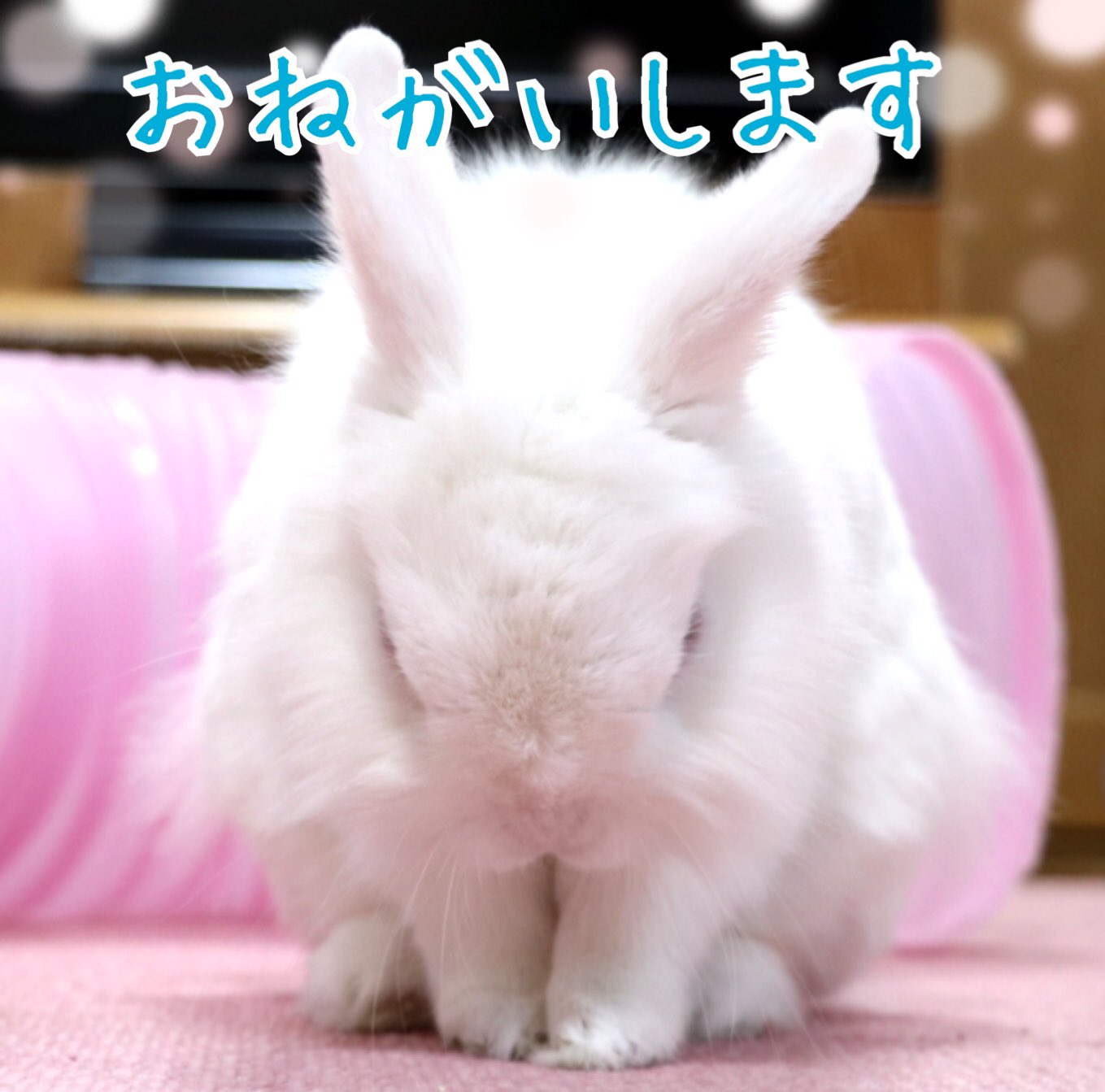 風船モコちゃんねる モコちゃんのお辞儀 うさぎ ウサギ お辞儀 Rabbit 風船うさぎ モコちゃん T Co Lwy4psljrq Twitter
