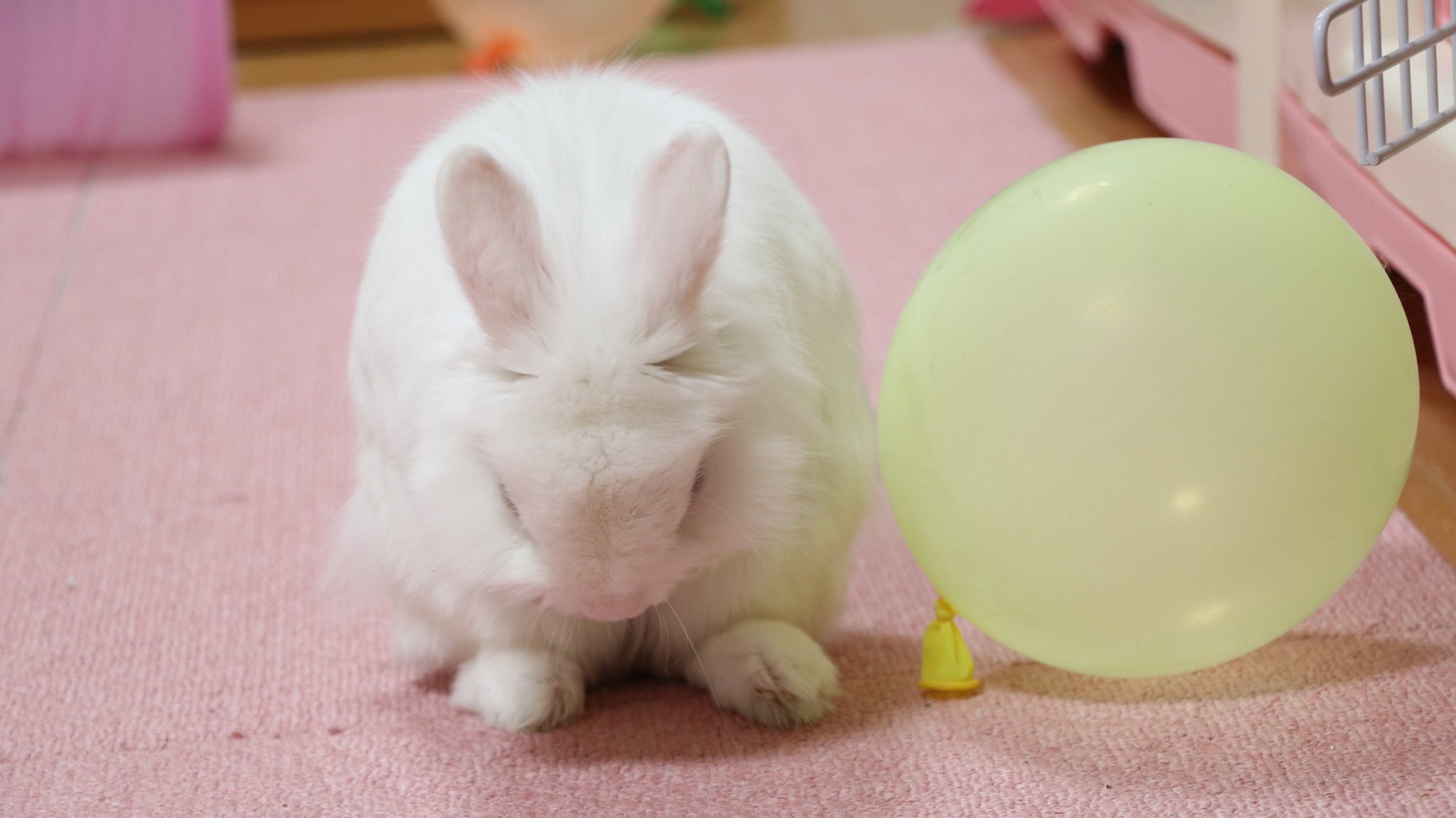 風船モコちゃんねる モコママ モコちゃんのお辞儀 うさぎ ウサギ お辞儀 Rabbit 風船うさぎ モコちゃん T Co Lwy4psljrq Twitter