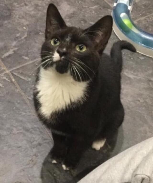 heronbank cat rescue