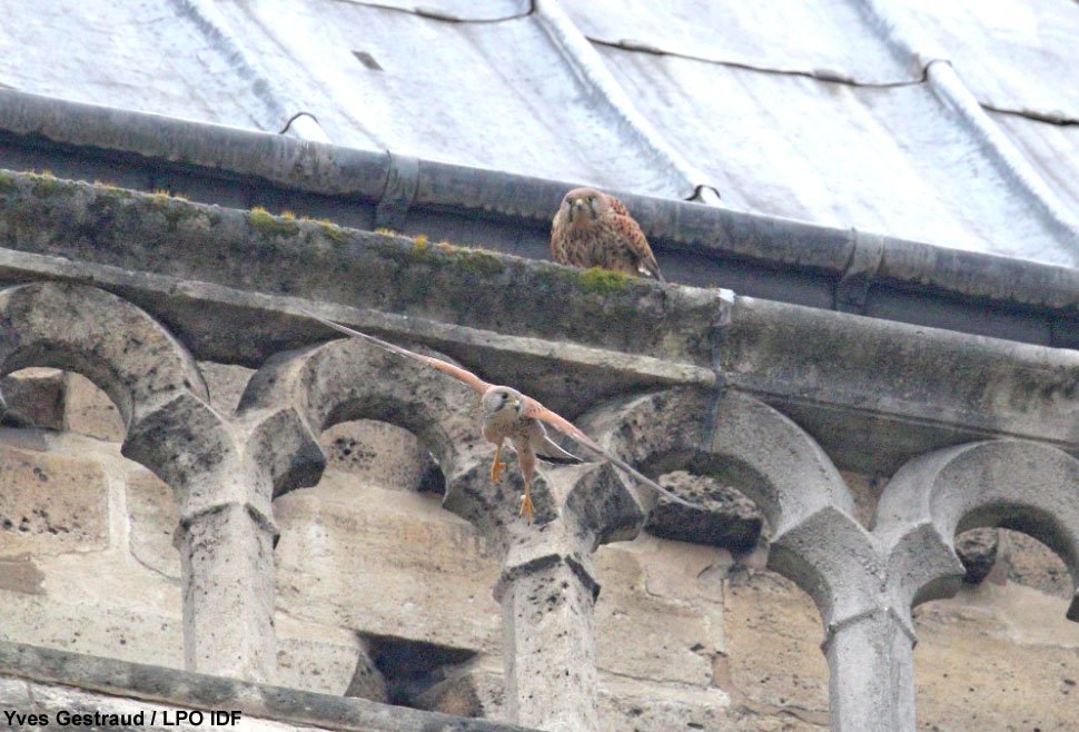 Incendie de Notre-Dame de Paris : les Faucons crécerelles (Falco tinnunculus) et les autres #oiseaux chassés par les flammes ornithomedia.com/breves/incendi… #birds #NotreDame #NotreDameDeParis