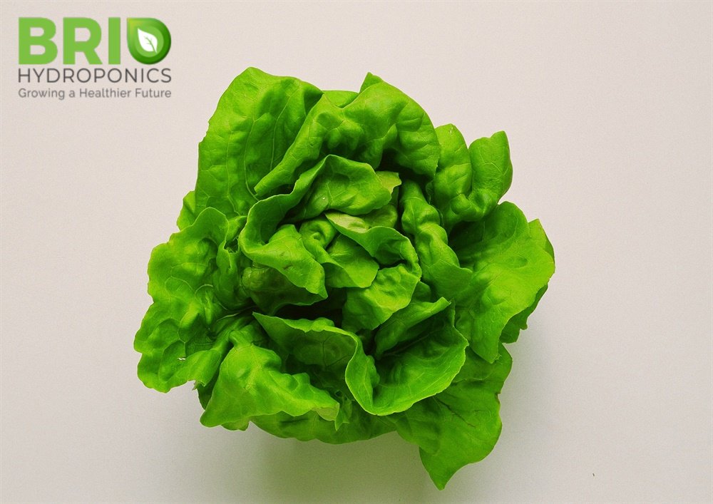 Салат саланова. Салат Баттерхед. Модификатор lettuce. Lettuce Cloth. Lettuce Lilach f1.
