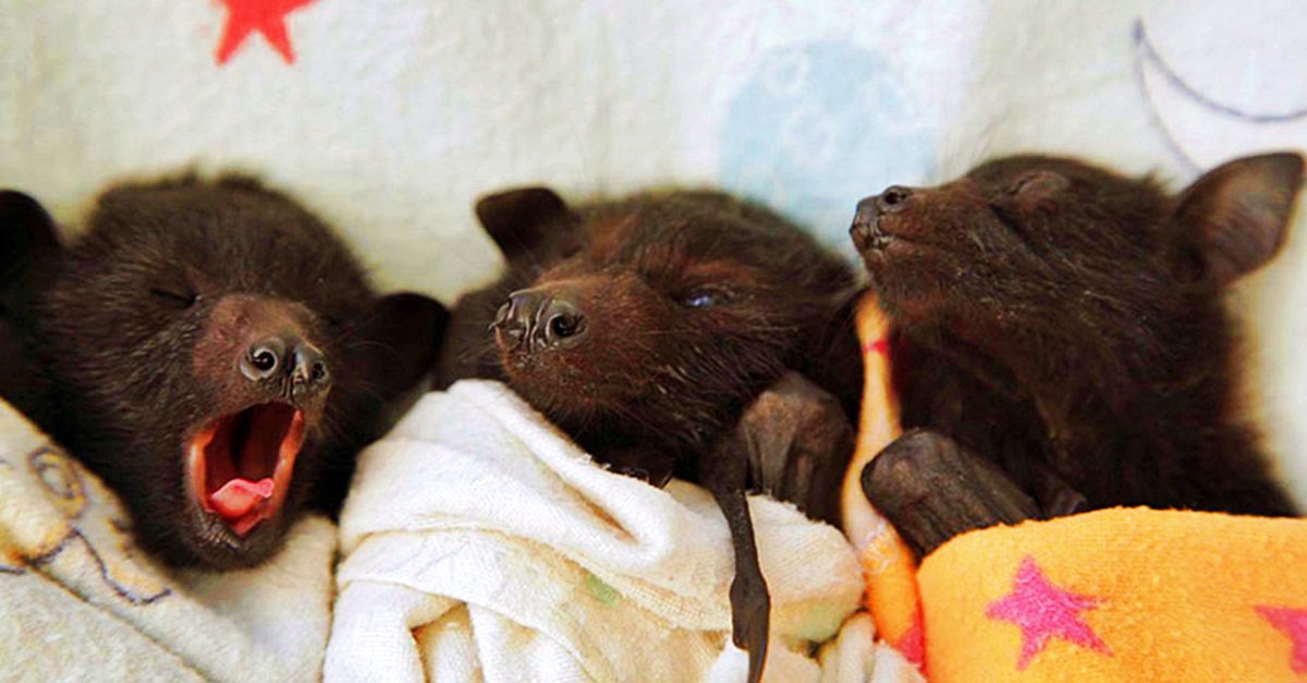 Conserve the world’s bats and their ecosystems to ensure a healthy planet.
#BatAppreciationDay #bat #internationalbatappreciationday