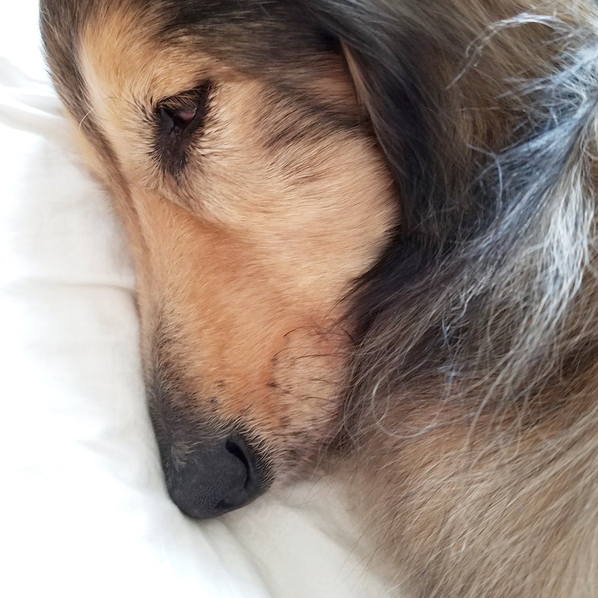 白目で寝る犬