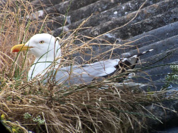 Survey season starts next week for @JNCC_UKseabirds urban breeding gull survey and volunteers are needed to help across Gloucestershire. DM me for more details @BTO_GLOS @gloswildlife @GlosNatSoc #GlosBirds #SeabirdsCount