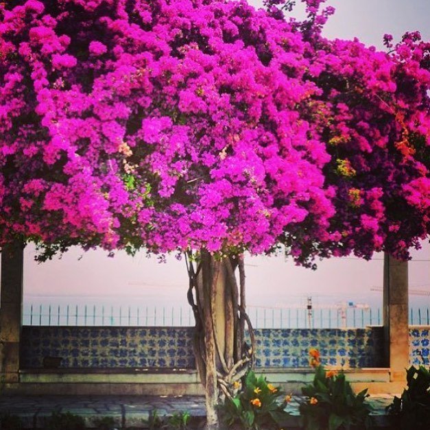 LisbonMoves tweet media