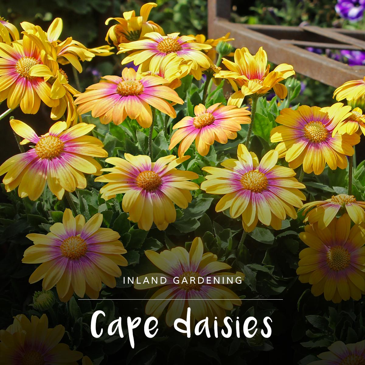 Plant the full range of Cape daisies for instant colour – they flower now and love the cooler weather. Visit ow.ly/AqfS50ot2jj for #gardeningtips in your region! #inlandgardening #Capedaisies