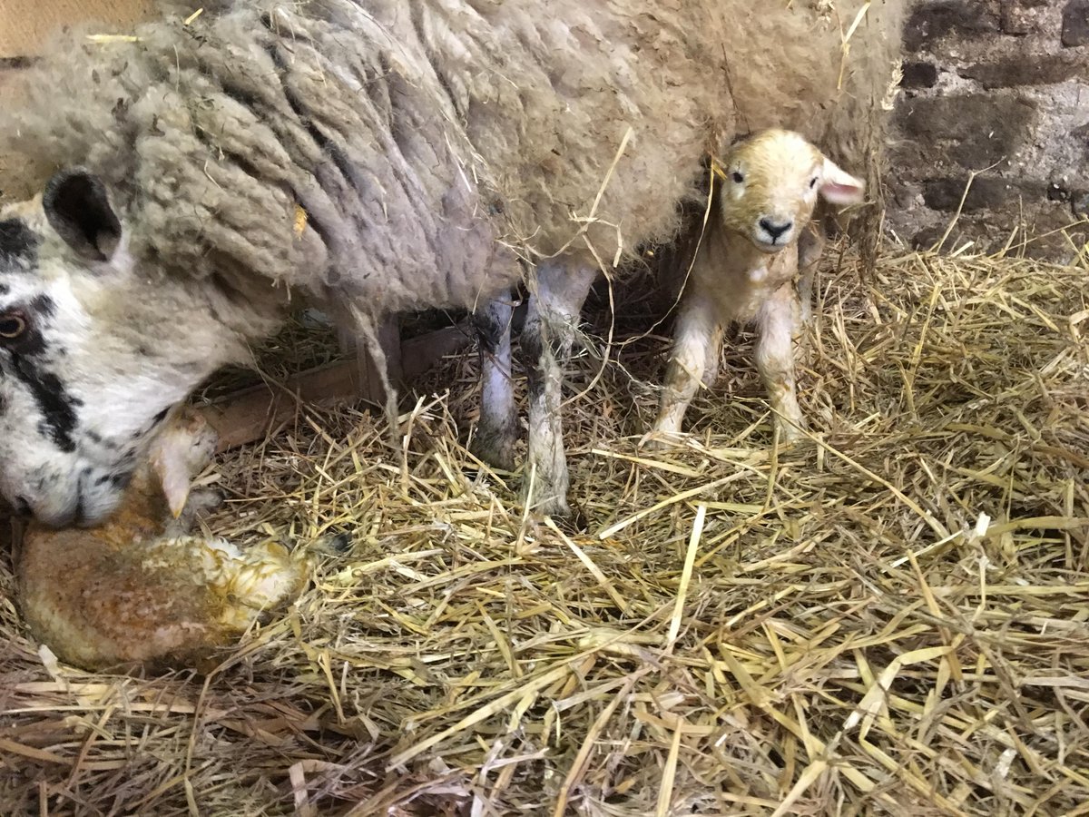 humberstone_bf's tweet photo. Passed the half way mark with #lambing Babies everywhere. Even Meg is getting in on the game! #beyondnature @YorkshireWater @LisaHarrowsmith @NidderdaleAONB https://t.co/IhdTmCJr5v