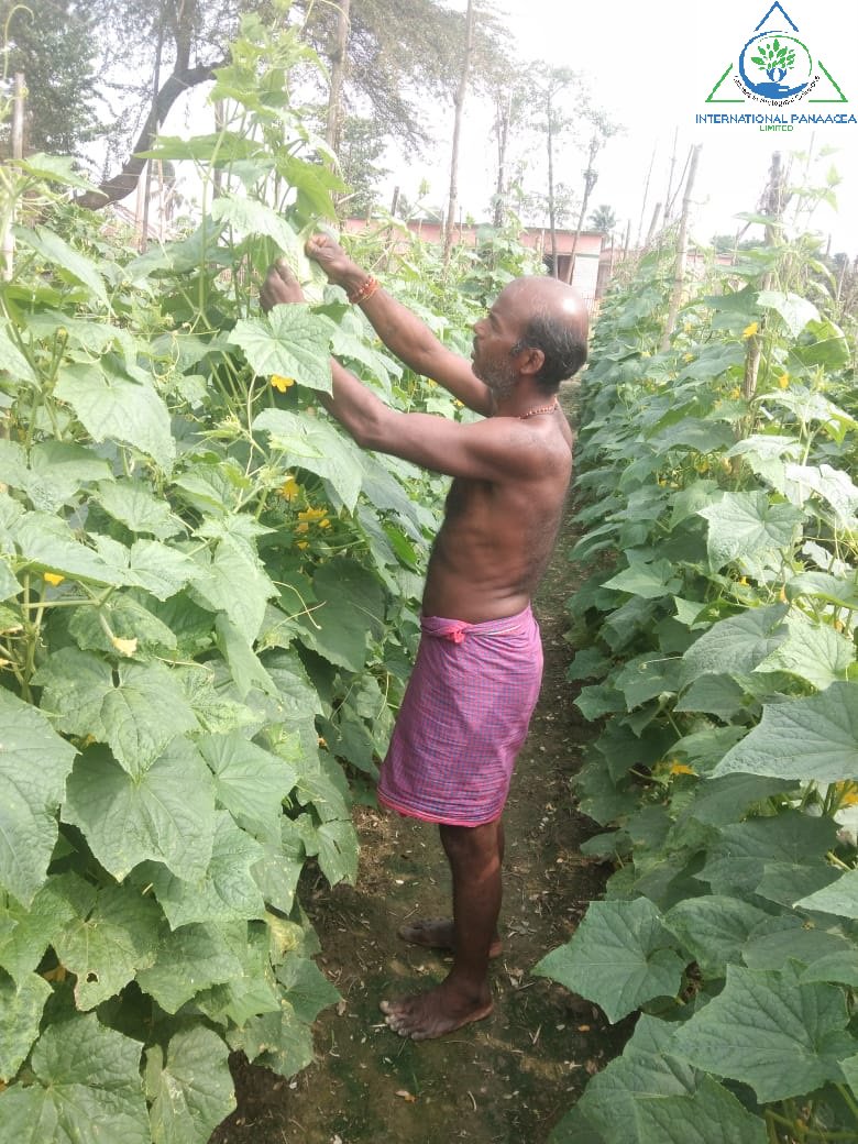 IPLBiologicals's tweet image. Our team member visited a #farmer in Chandrahee village of Bihar to check the result of our products #Phoster #VamShakti #PotashActiva used in his #cucumber #crop
#organicfarming #agriculture #happyfarmers #crops #farms @IPLBiological