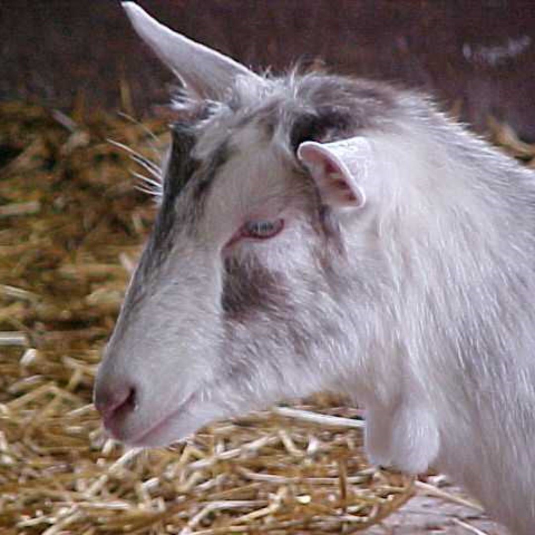 Wednesday 17th 

Would you like to know more about what happens on our farms? It’s a busy life but here our farmers tell us about their typical day right from the 4.50am alarm call!

ow.ly/8AmI50oQhvf