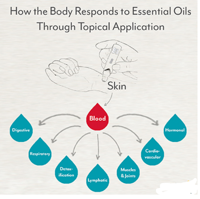 adamparker78's tweet photo. check out how our #body responds to #essentialoils when applied #topically to the #skin https://t.co/Ci5Z6bEorE