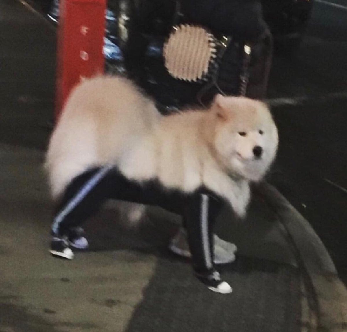 zaful_official's tweet photo. Someone is ready for the #gym 🐶

#dogsoftwitter #dogs #animals #gymlife #gymtime #dogoftheday #ZFfun https://t.co/EdQ7mJFE8h