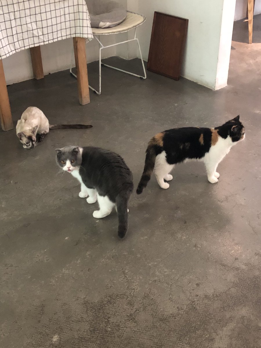 1228_haruki's tweet photo. 最近よく猫カフェに通ってる https://t.co/elLvBFjb0S